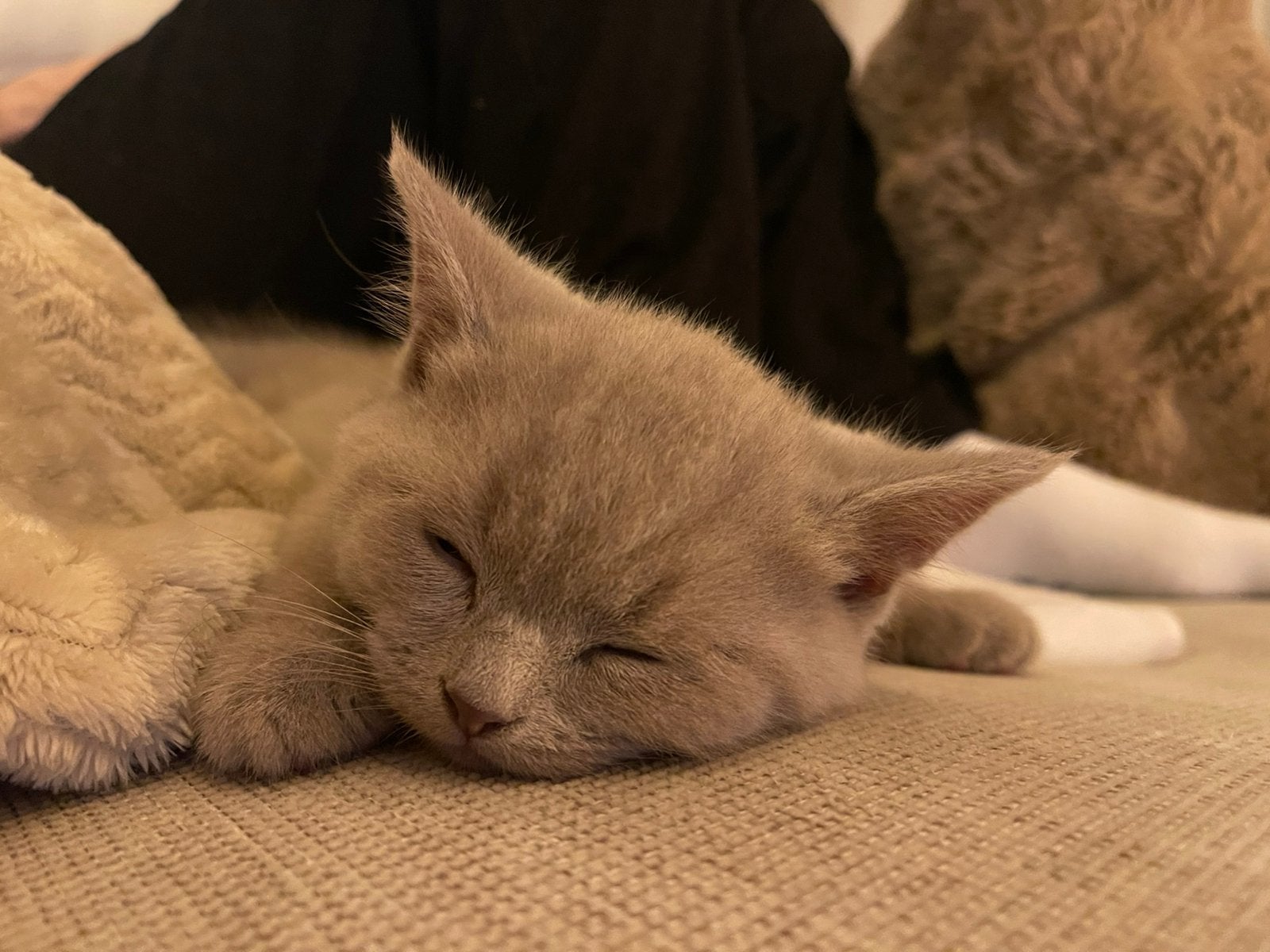 Britse korthaar kitten, Dieren en Toebehoren, Katten en Kittens | Raskatten | Korthaar, Kater, Gechipt, 0 tot 2 jaar