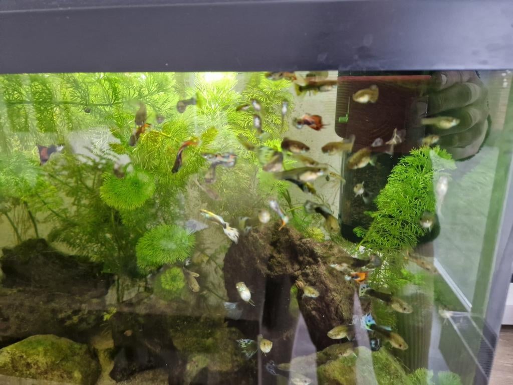 Guppies, Ophalen, Plant(en), Steen of Hout