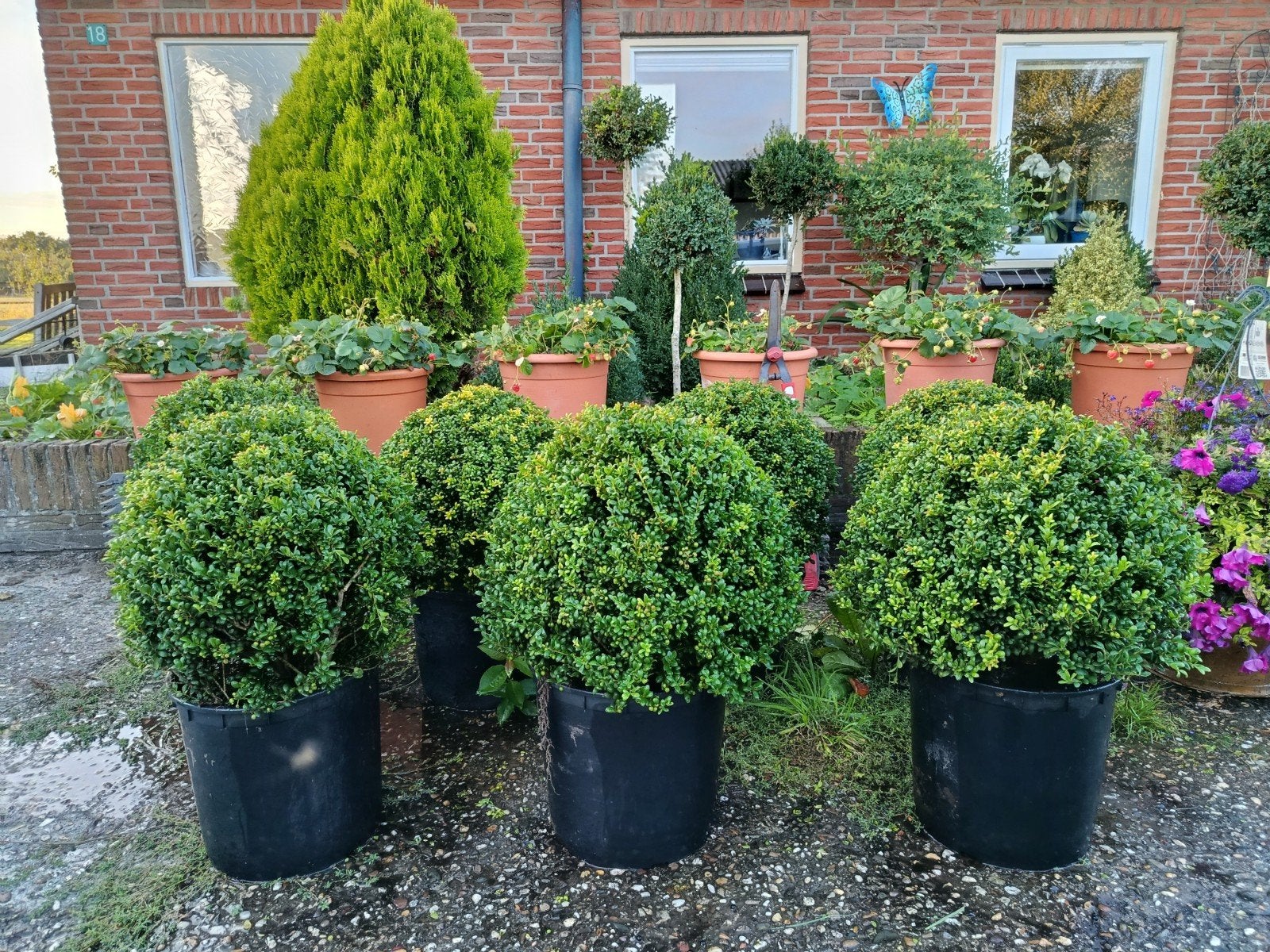 Mooie Ilex bolvormen te koop frisgroen., Vaste plant, Halfschaduw, Lente, Ophalen