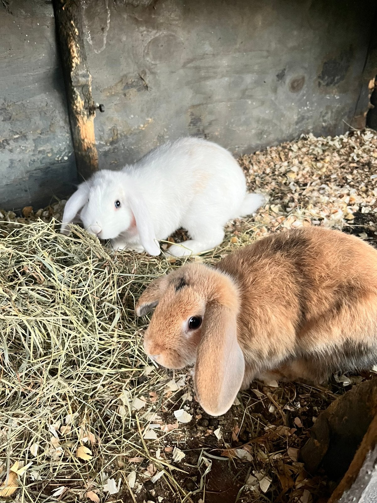 Twee mooie hang oor konijntjes, Dieren en Toebehoren, Mannelijk, Dwerg, Hangoor