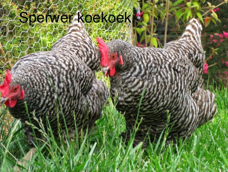 Legkippen te koop diverse rassen., Vrouwelijk, Kip