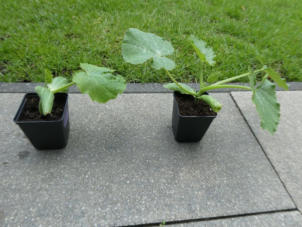Courgette- en pompoenplant, biologisch gekweekt, Tuin en Terras, Planten | Tuinplanten, Ophalen, Volle zon, Groenteplanten, Eenjarig