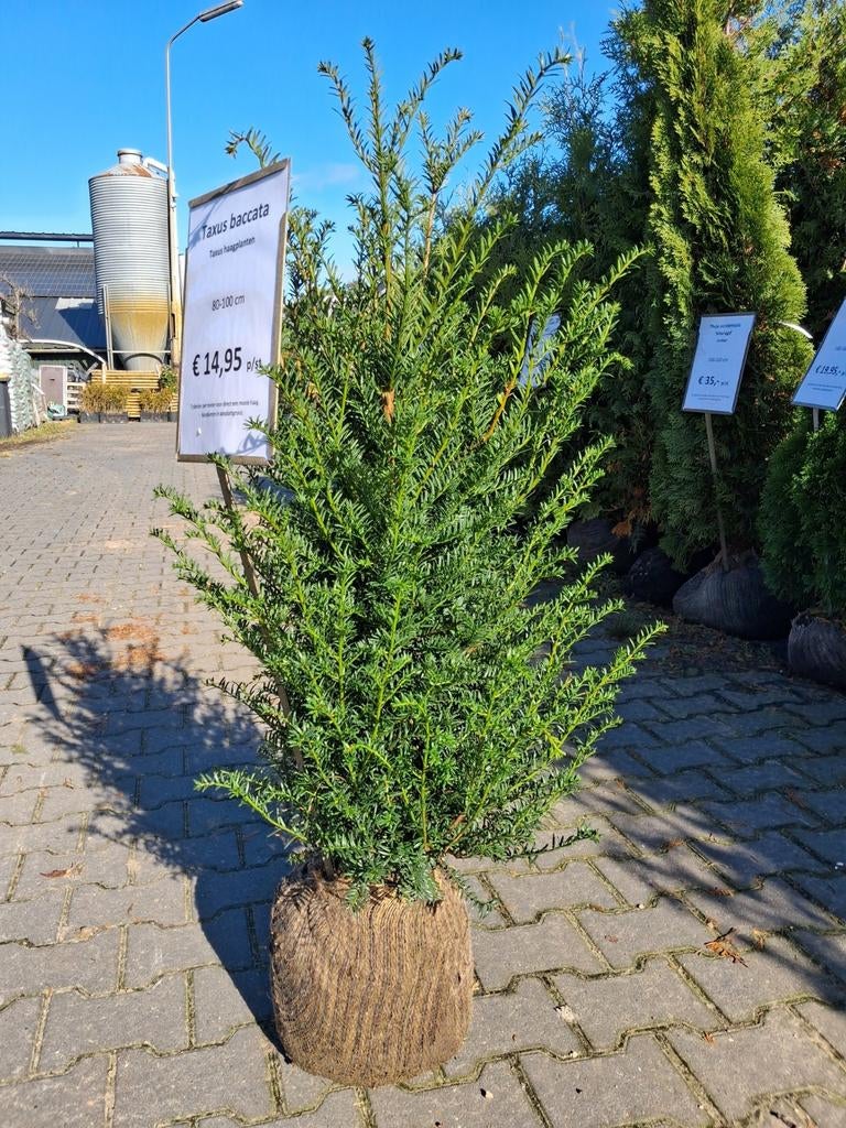 Taxus Baccata Haagplanten - 80-100 cm, Tuin en Terras, Planten | Struiken en Hagen, Ophalen of Verzenden, Taxus, Haag, Minder dan 100 cm