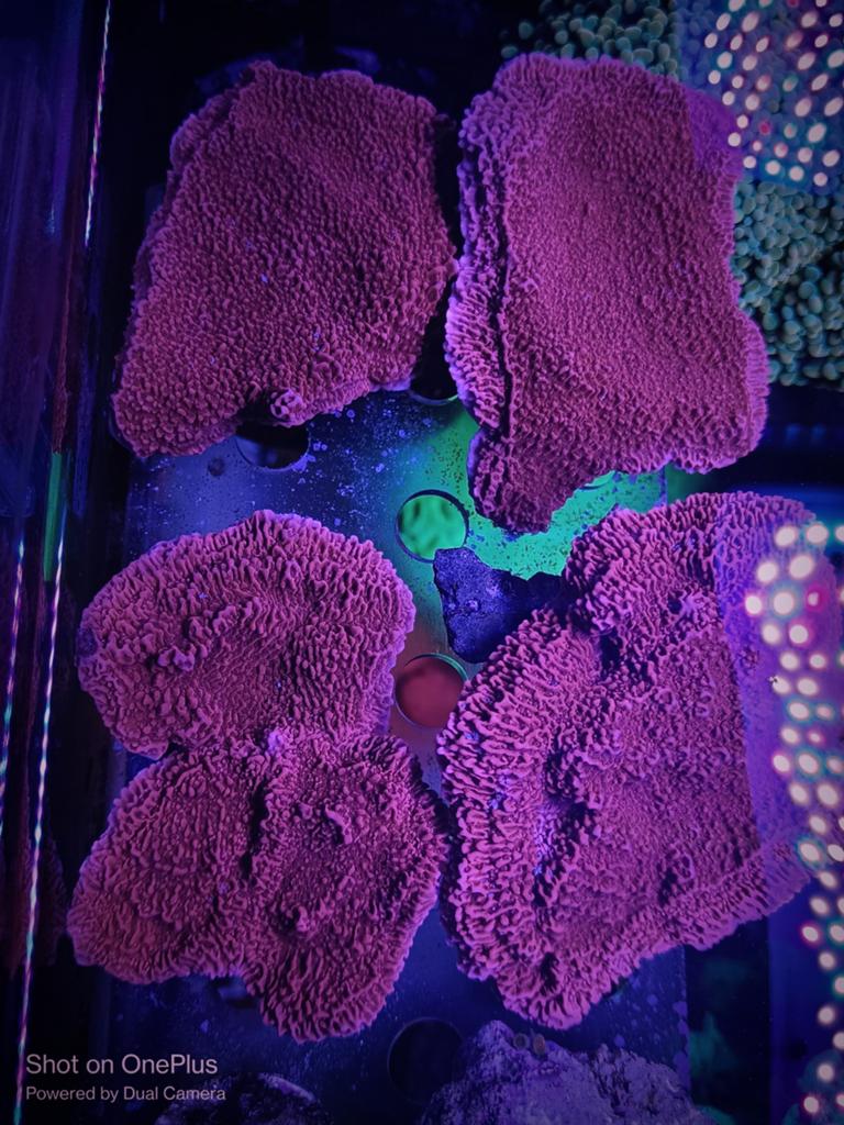 Monitpora plaat rood stekken, Dieren en Toebehoren, Overige typen
