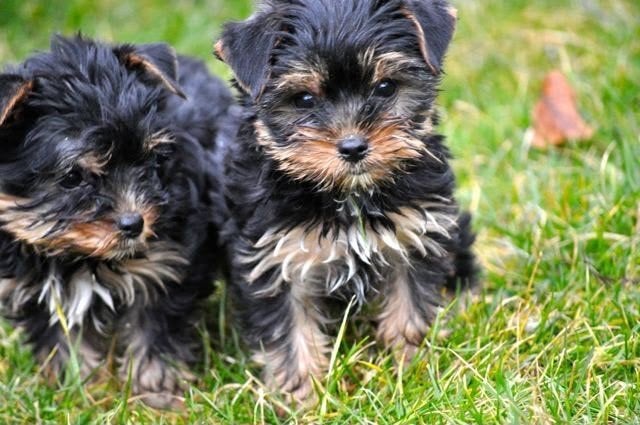 Te koop mooie Yorks Terriër pups, Nederland, 8 tot 15 weken, Meerdere, Meerdere dieren