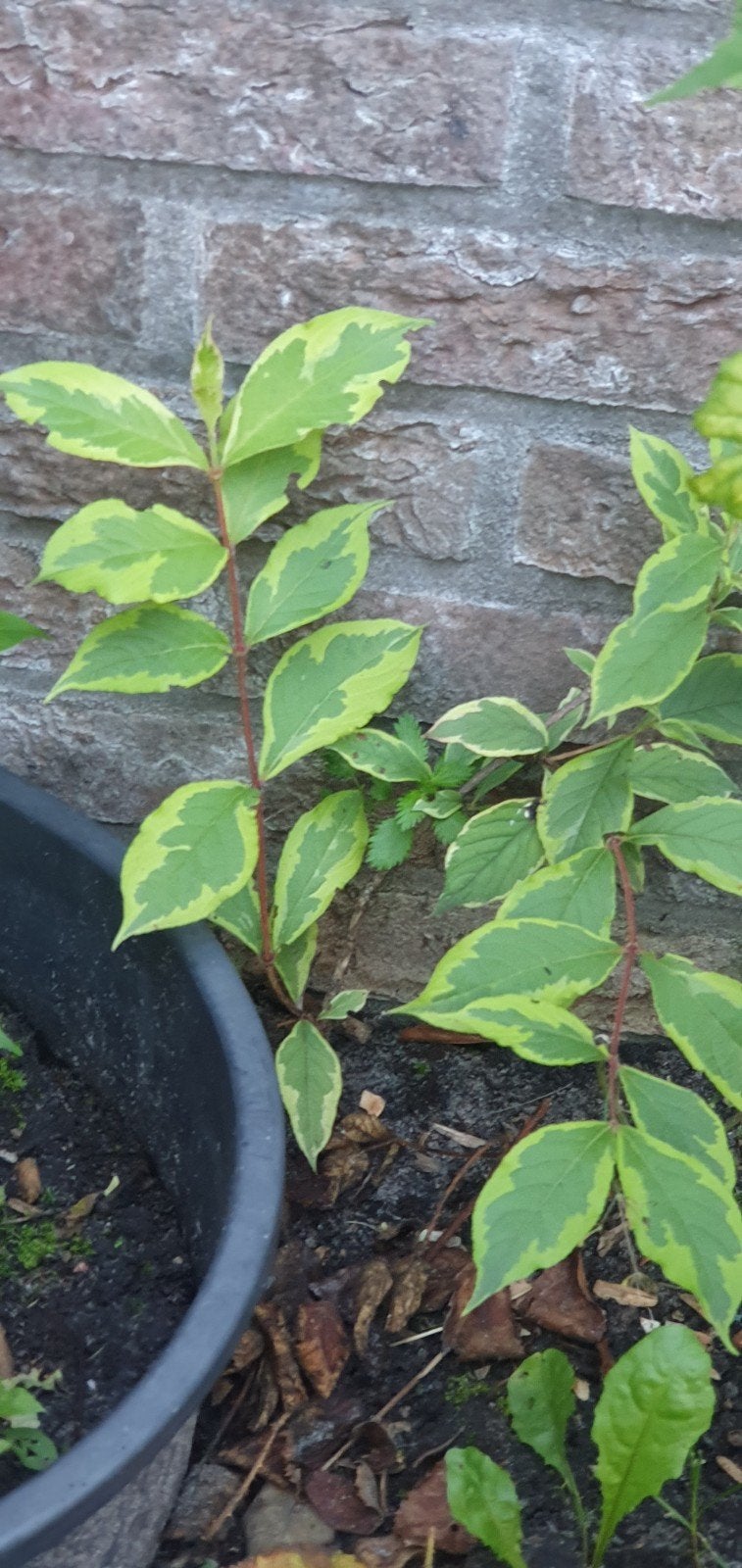Bonte Kornoelje - Decoratieve Heester voor Tuin, Vaste plant, Bloeit niet, Halfschaduw, Ophalen