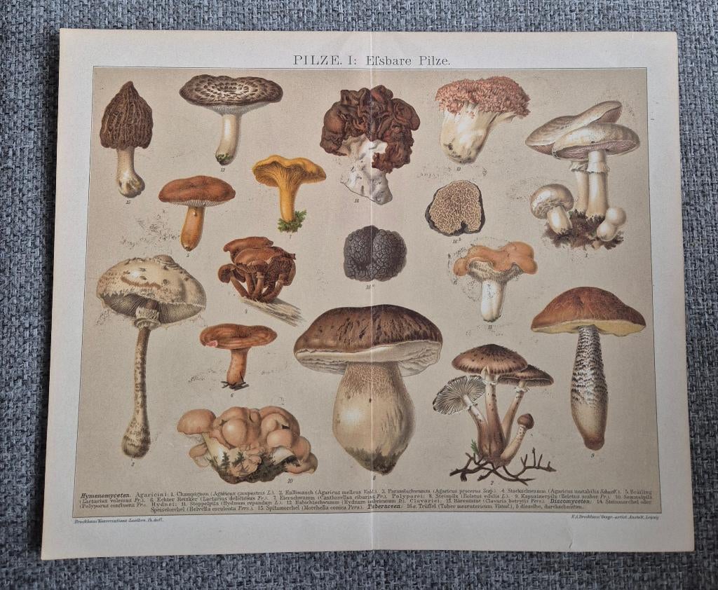 Originele antieke prent ca.1903 - Paddestoelen, Antiek en Kunst, Ophalen of Verzenden