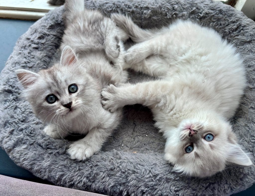 Zeer mooie kittens; Maine Coon X Ragdoll!, Dieren en Toebehoren, Meerdere dieren, Ontwormd, 0 tot 2 jaar