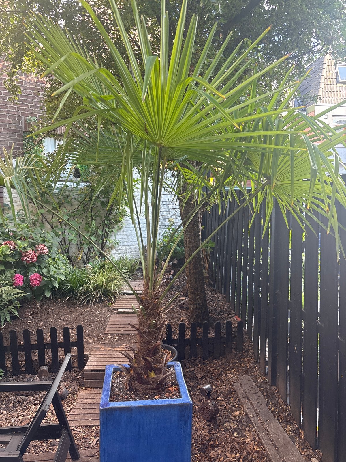 Trachycarpus Fortunei (Chinese Waaierpalm), Volle zon, Vaste plant, Bloeit niet, Ophalen