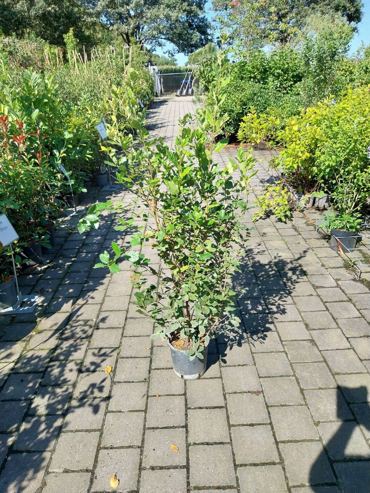 Steeneik (Quercus Ilex) 125-150 cm - Wintergroene boom, Volle zon, Vaste plant, Bloeit niet, Ophalen