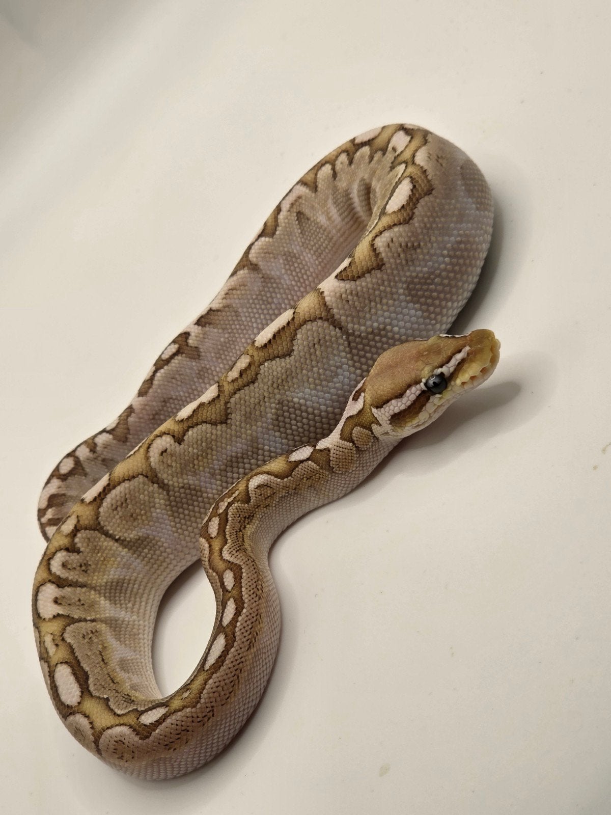 Ballpython- koningspython- python regius, Dieren en Toebehoren, Reptielen en Amfibieën, Slang, Tam, 0 tot 2 jaar