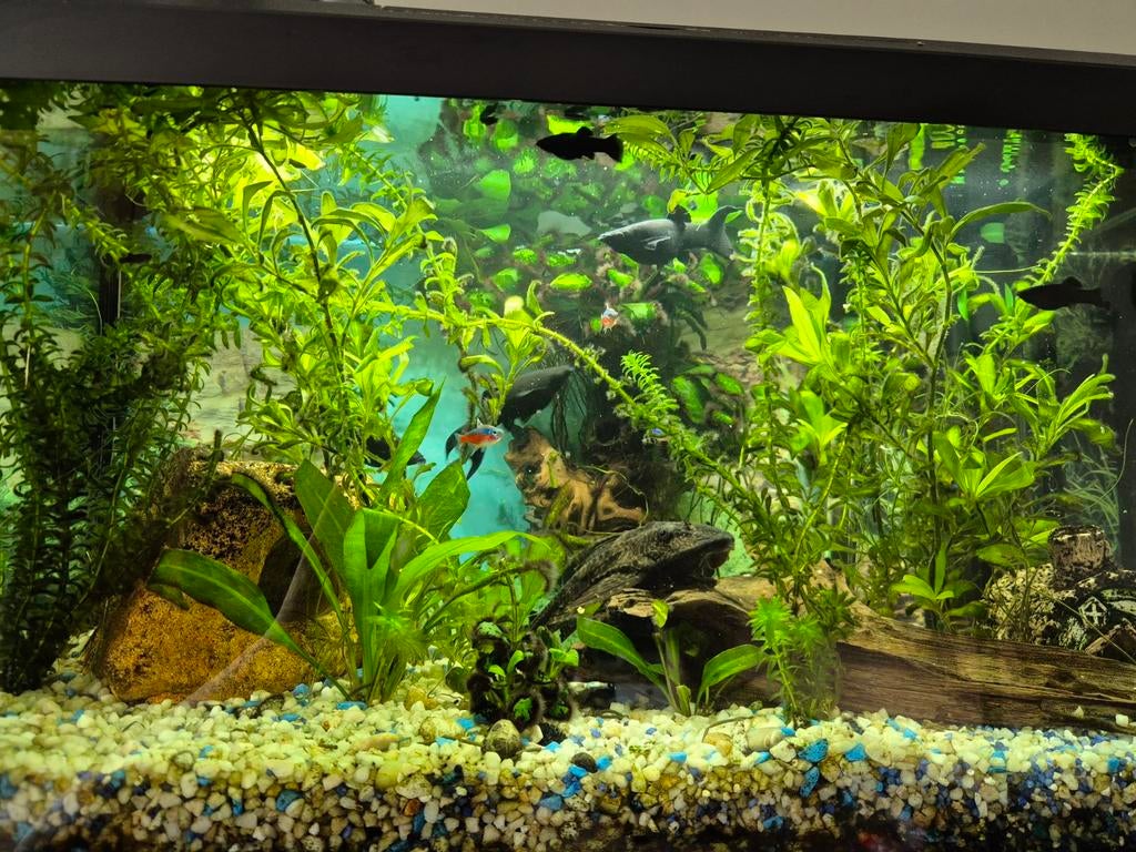 Nieuw huisje gezocht: black mollies, Ophalen, Leeg aquarium