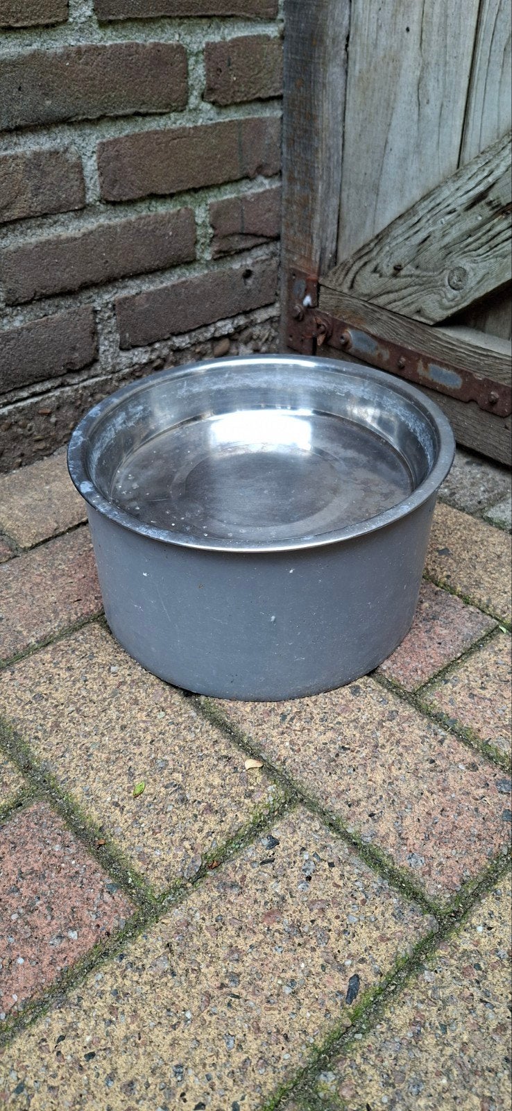 vogelbad, Meerdere dieren, Parkiet