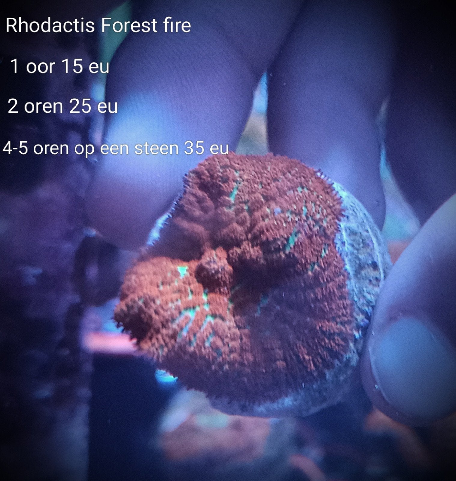 Rhodactis forest fire oren, Dieren en Toebehoren, Zoutwatervis