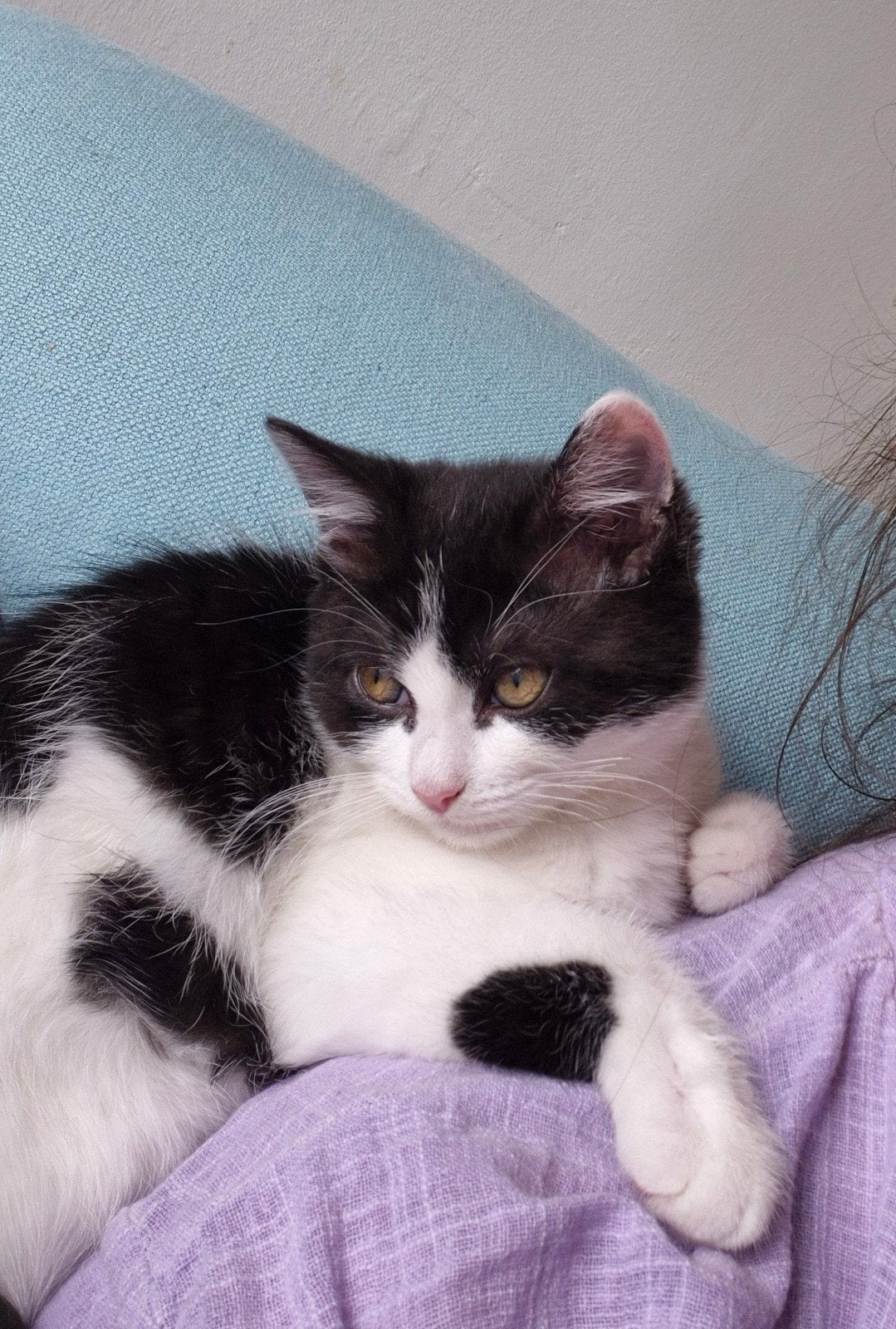 Stippie zoekt warm huis, Dieren en Toebehoren, Katten en Kittens | Overige Katten, Poes, Kortharig, 0 tot 2 jaar