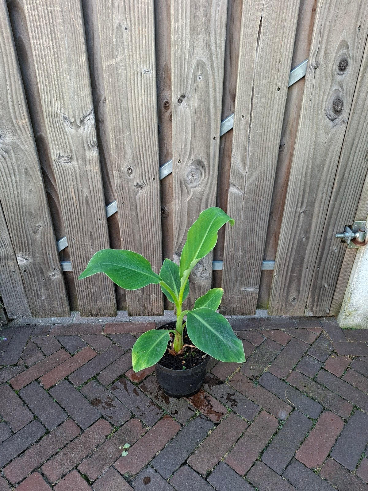 Musella lasiocarpa, gouden lotus banaan, Ophalen, Vaste plant, Overige soorten, Volle zon