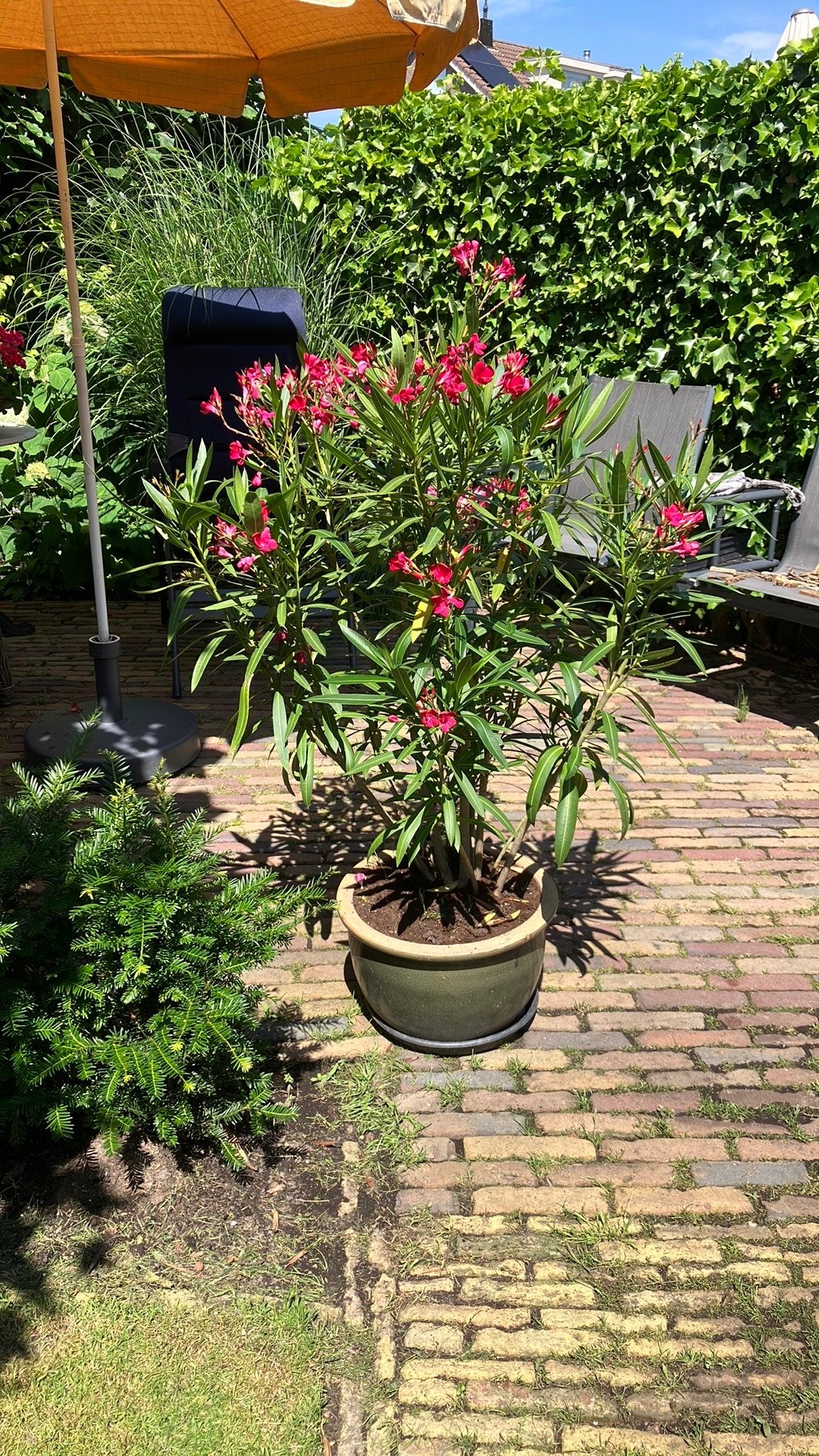 Oleander, Overige soorten, Minder dan 100 cm, Zomer, Ophalen