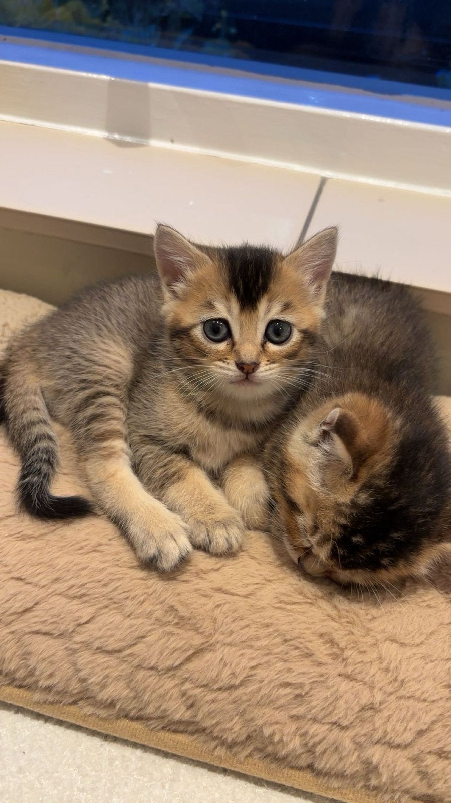 Brits x bengaal kittens, Dieren en Toebehoren, Katten en Kittens | Raskatten | Korthaar, Poes, Gechipt, 0 tot 2 jaar