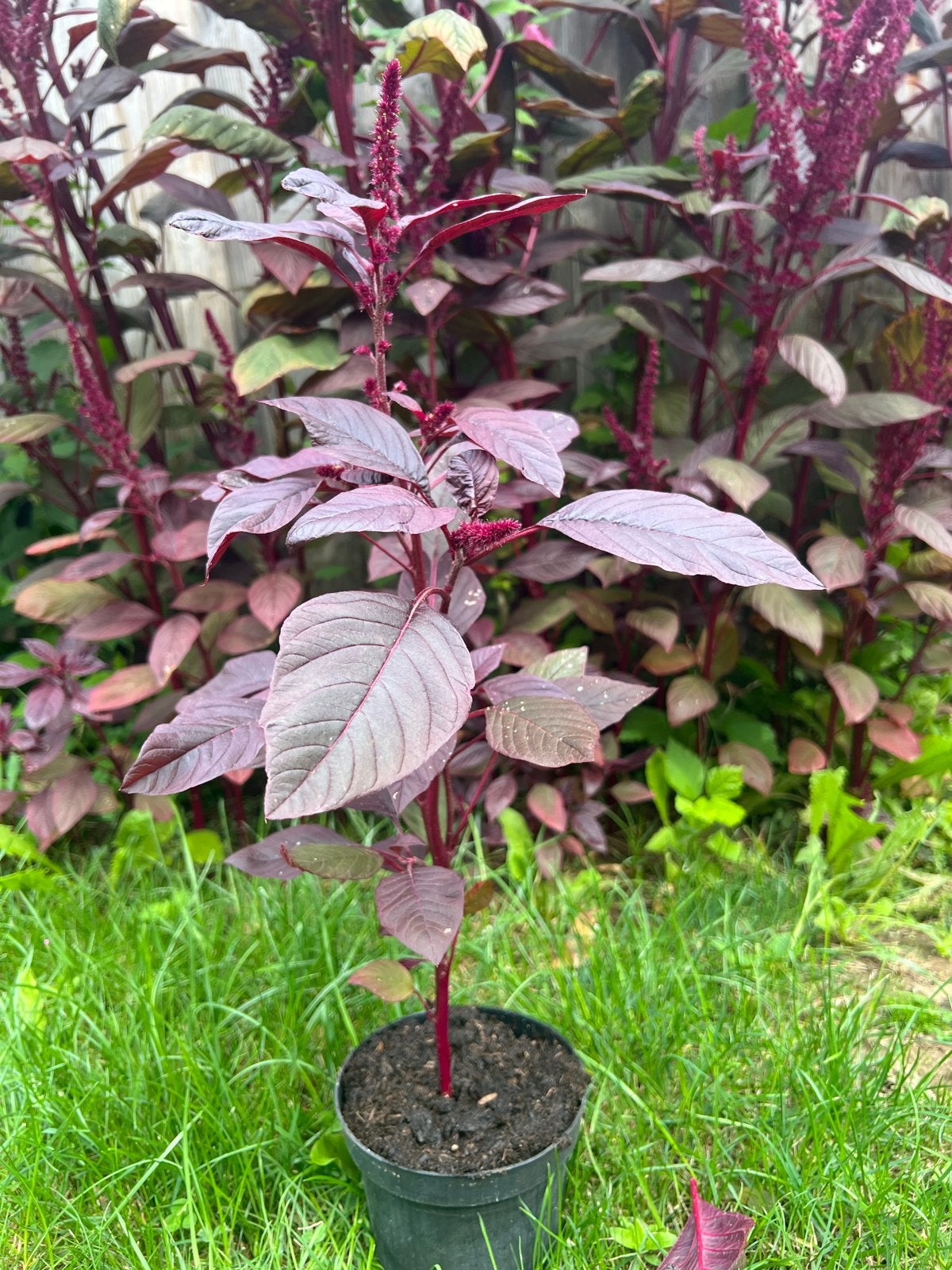 Amarant (Amaranthus) plant Prachtige Pluimen/ kom ophalen ❤️, Overige soorten, Volle zon, Eenjarig, Ophalen of Verzenden