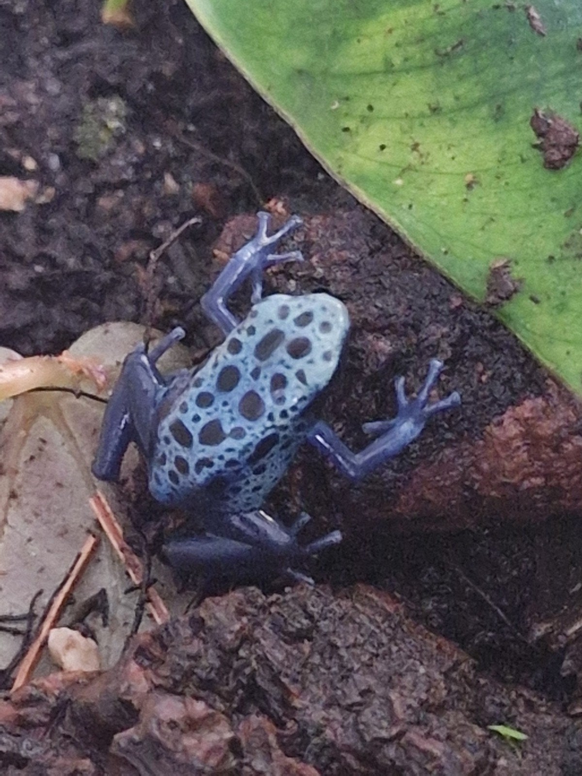 Dendrobates tinctorius azureus 30 euro per stuk, Dieren en Toebehoren, Reptielen en Amfibieën, Amfibie, 0 tot 2 jaar