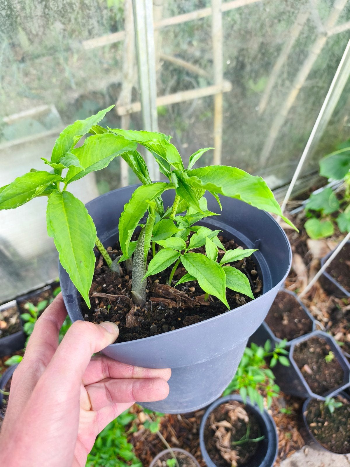 sauromatum venosum, Ophalen of Verzenden, Overige soorten, Volle zon