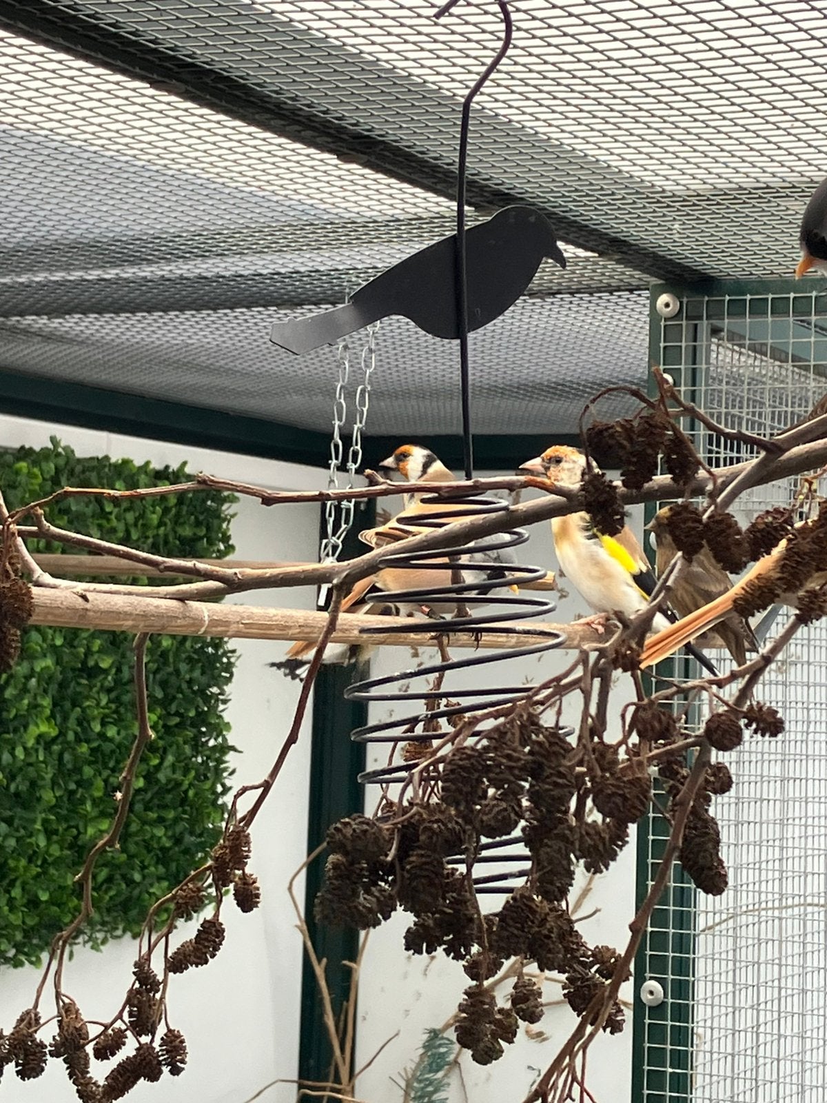 Koppel majoor putters 2024 met DNA, Meerdere dieren, Wildzangvogel, Geringd
