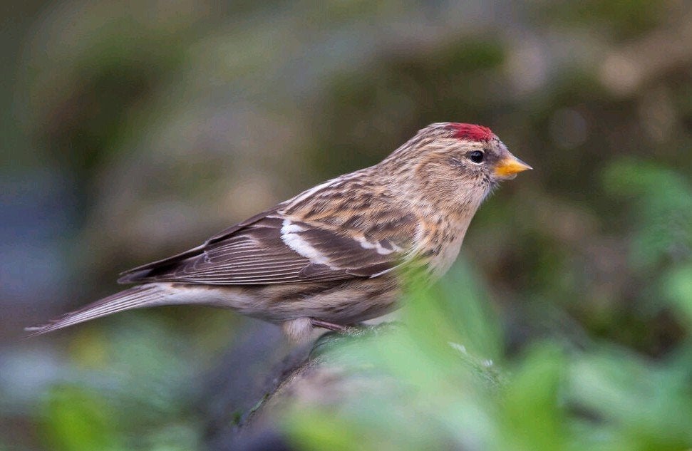 Nieuw binnen bij Vogelspeciaalzaak De Toekan – Prachtige, Dieren en Toebehoren, Meerdere dieren, Wildzangvogel, Geringd