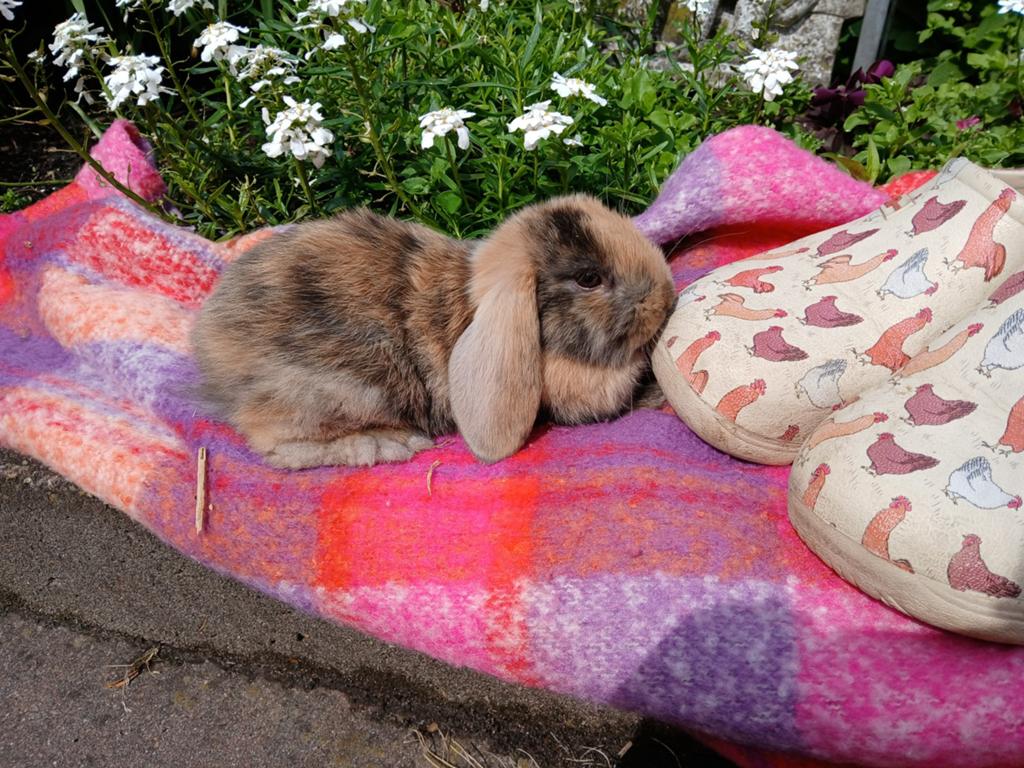 Allerliefste vrolijke lieve knuffel hangoorkonijntjes, Meerdere dieren, Dwerg, Hangoor, 0 tot 2 jaar