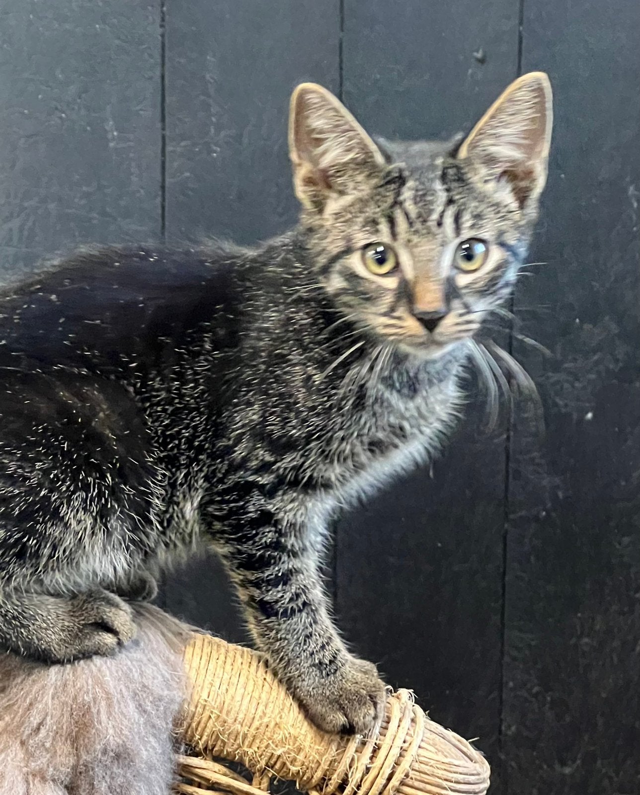 Zeer lieve aanhankelijke kittens tijger cyperse zwart, Dieren en Toebehoren, Katten en Kittens | Overige Katten, Meerdere dieren