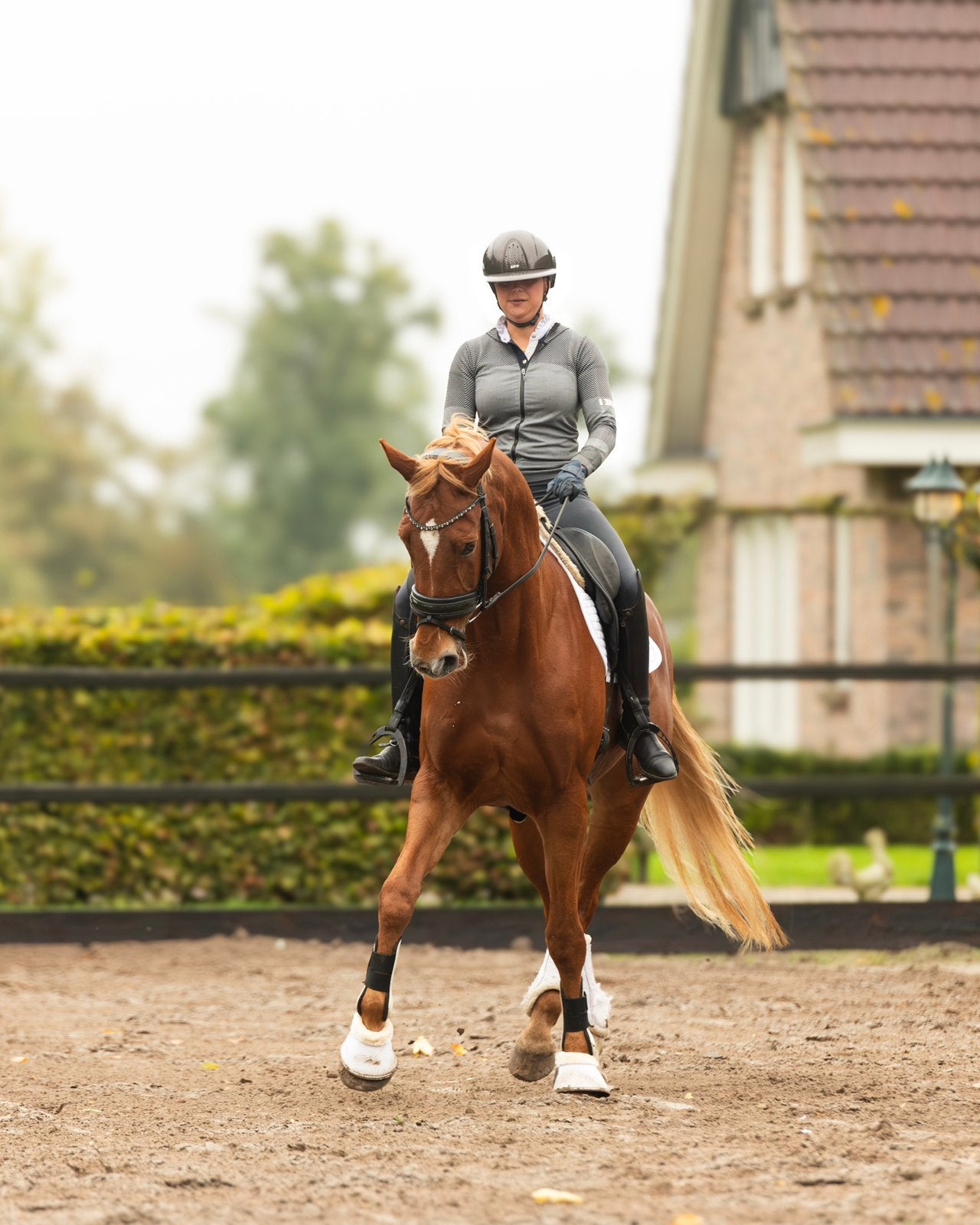 Lieve merrie v. Uphill, Dieren en Toebehoren, Merrie, Dressuurpaard, 170 tot 175 cm, 11 jaar of ouder