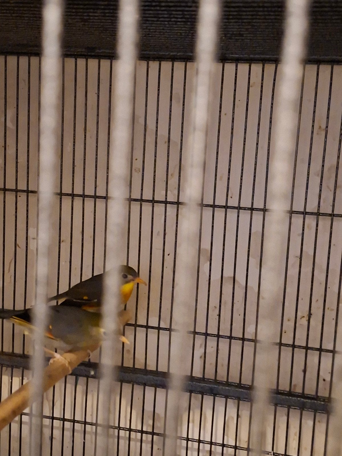 Koppel nachtegaal te koop, Dieren en Toebehoren, Vogels | Overige Vogels, Meerdere dieren