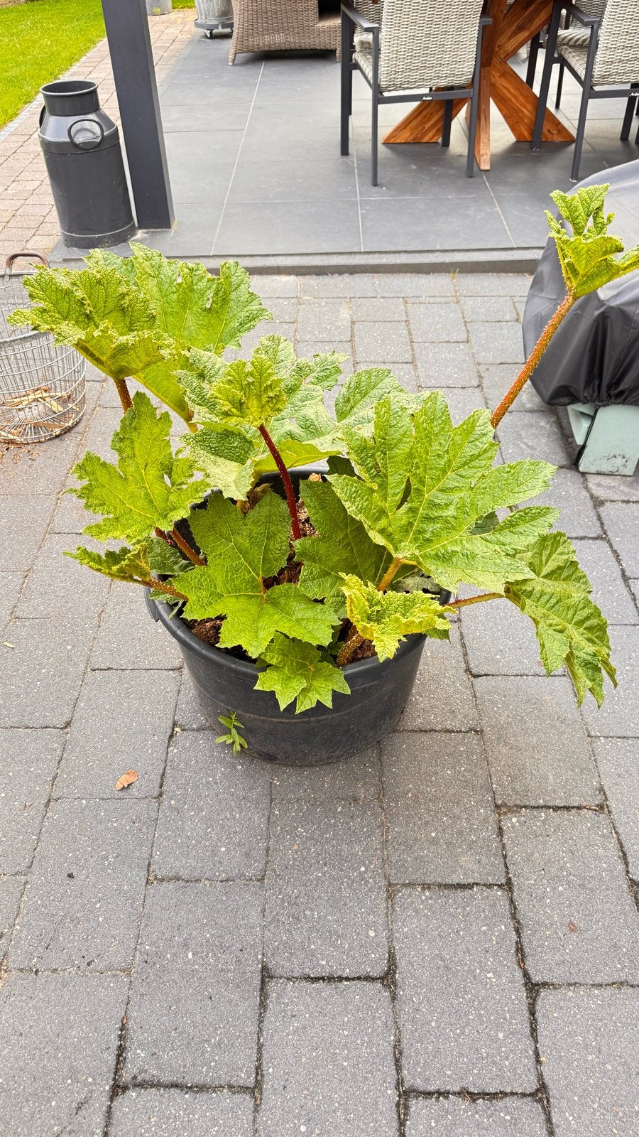Gunnera Manicata - laatste, Volle zon, Vaste plant, Zomer, Ophalen