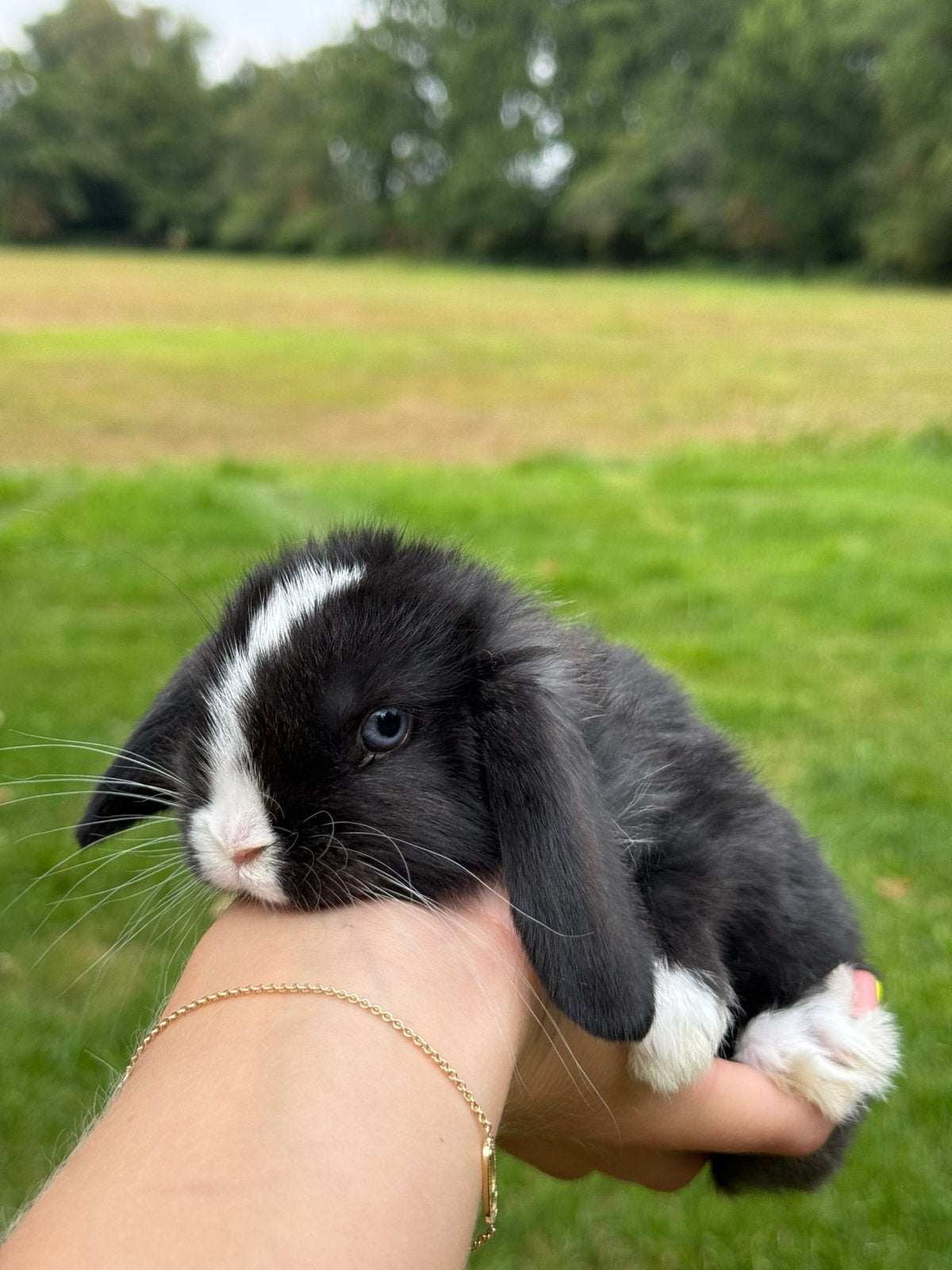 Hangoor konijntjes, Meerdere dieren, Klein, Hangoor, 0 tot 2 jaar