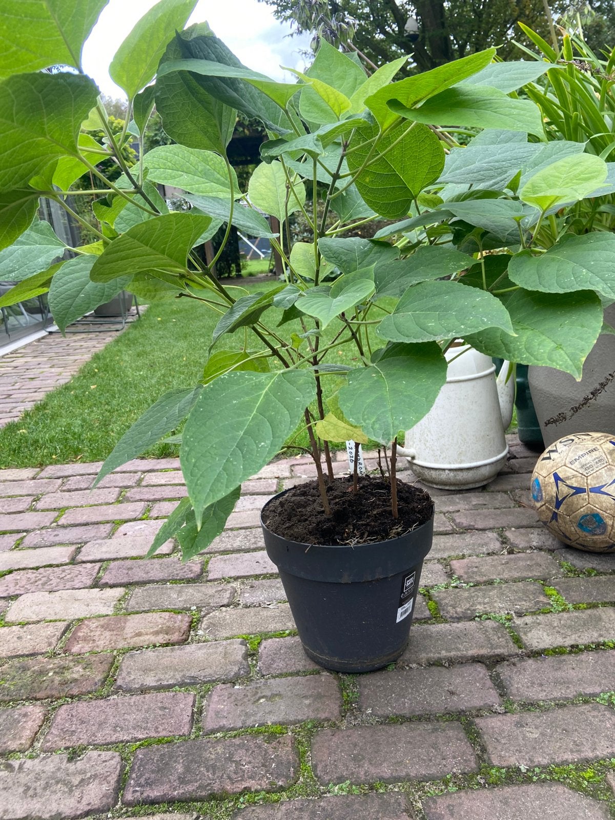 Clerodendron pindakaasboom 4 stuks van ongeveer 75 cm, Tuin en Terras, Ophalen, Overige soorten, Volle zon