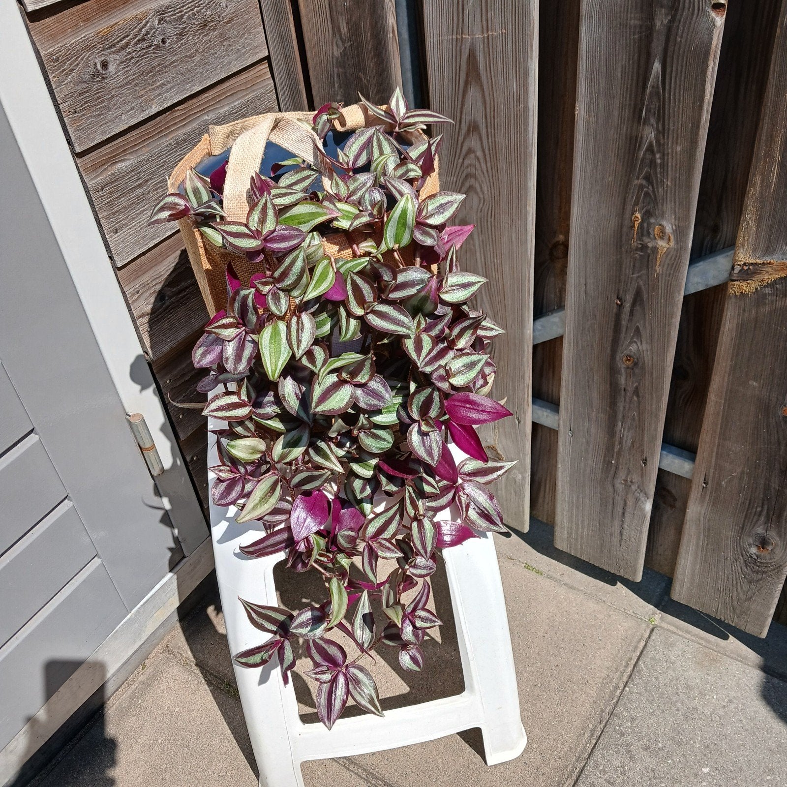 Tradescantia Zebrina - Hangplant met paarse bladeren, Huis en Inrichting, Kamerplanten, Overige soorten, In pot, Minder dan 100 cm