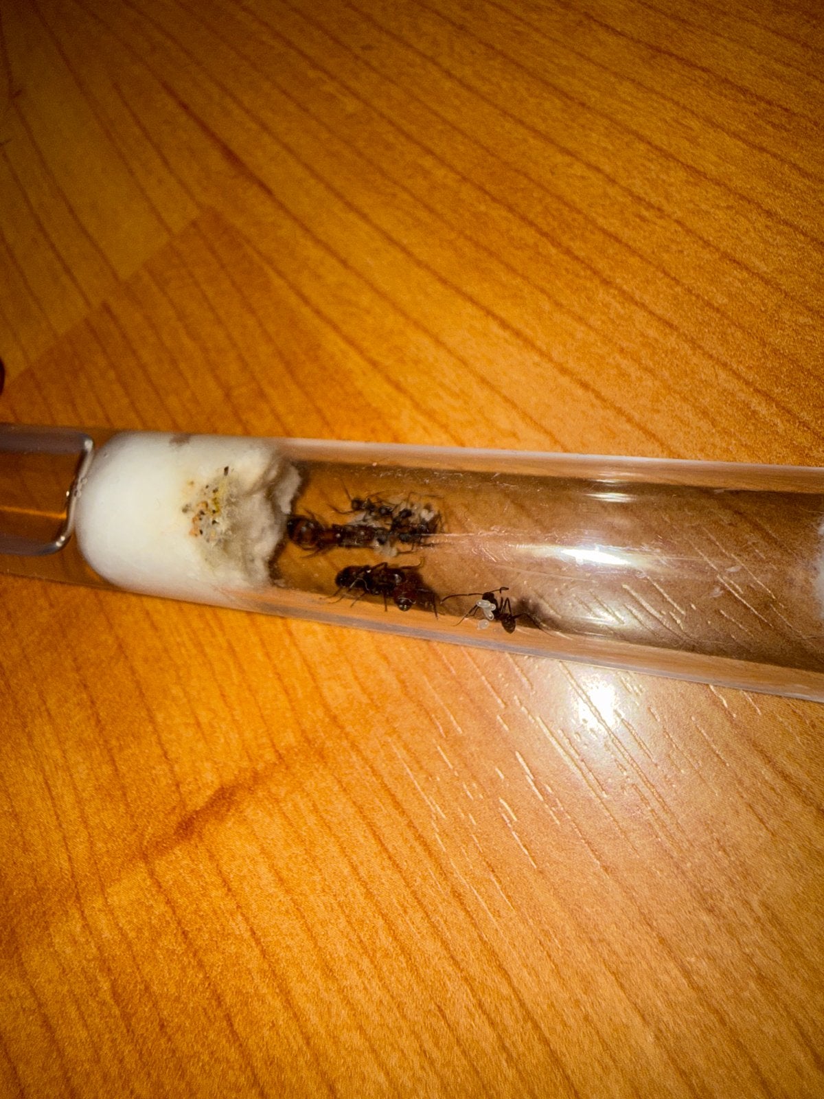 2 koninginnen camponotus nicobarensis mieren kolonie