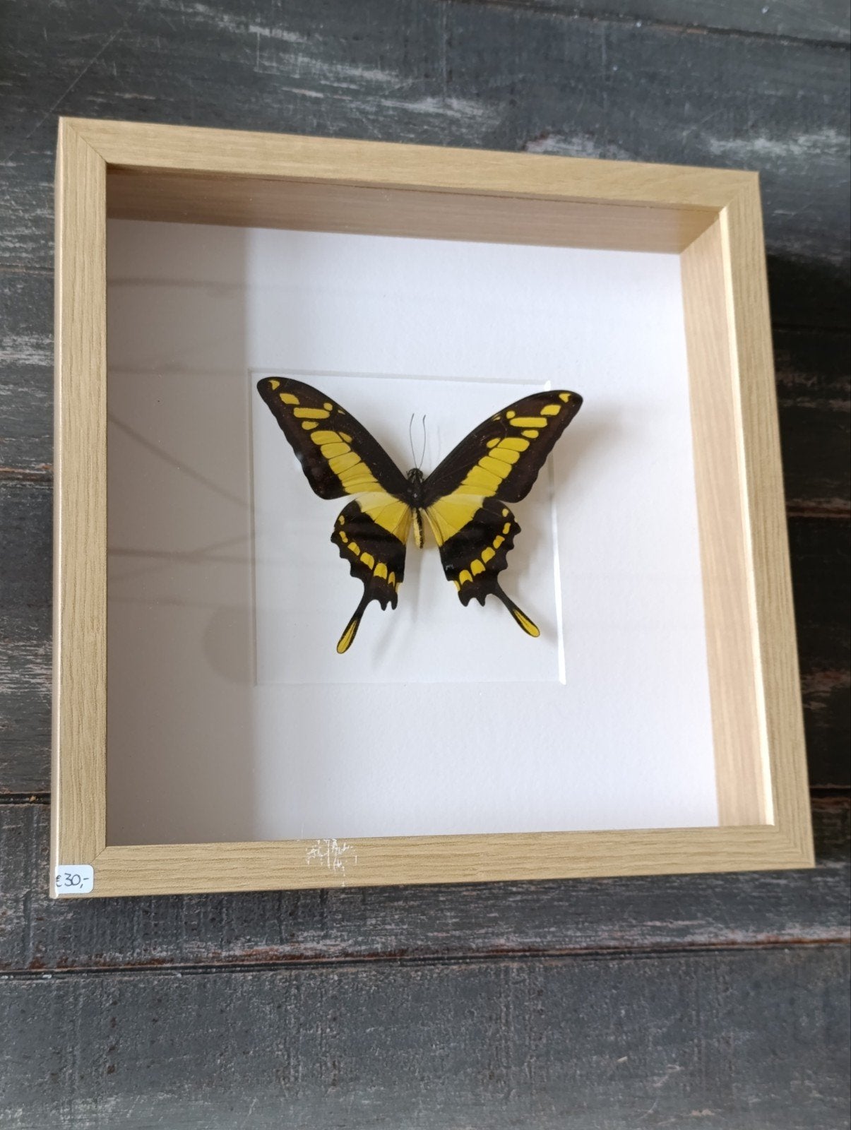 Vlinder - Papilio Thoas - Zelf geprepareerd in lijst!, Verzamelen, Ophalen, Insect, Opgezet dier