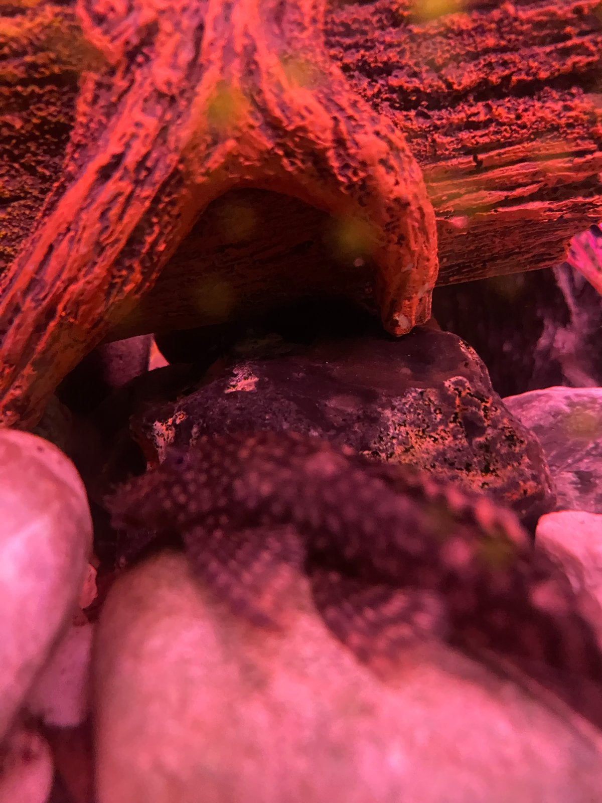 Pleco’s, Dieren en Toebehoren, Vis, Zoetwatervis