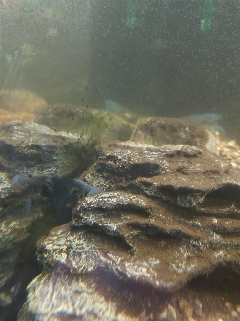 Blauwe Florida kreeften - Procambarus Alleni, Kreeft, Krab of Garnaal, Zoetwatervis