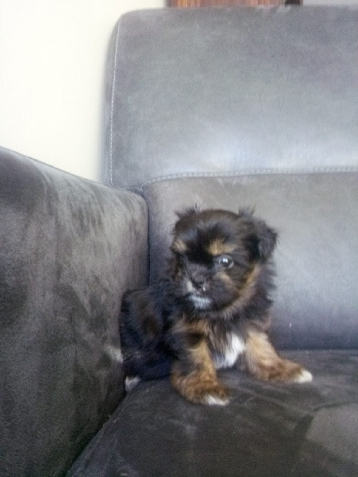 te koop prachtige mooie pups Mogen bijna weg!!, 8 tot 15 weken, Meerdere, Meerdere dieren, Klein