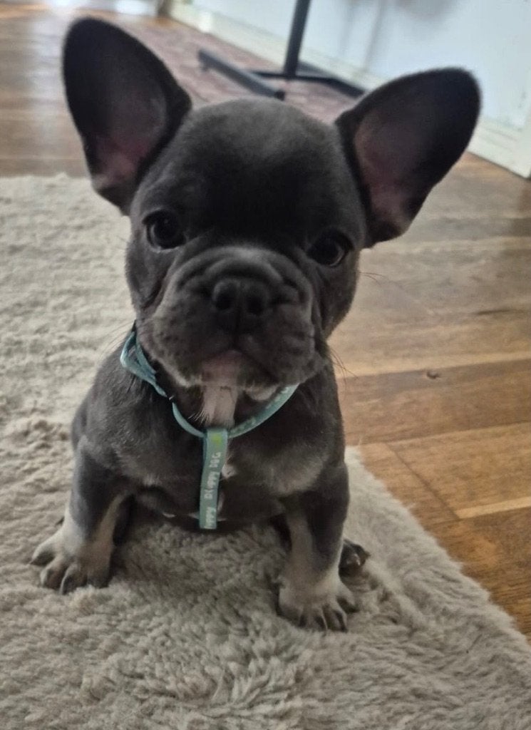 Franse Bulldog pups, Dieren en Toebehoren, Particulier, 8 tot 15 weken, Buitenland, Parvo