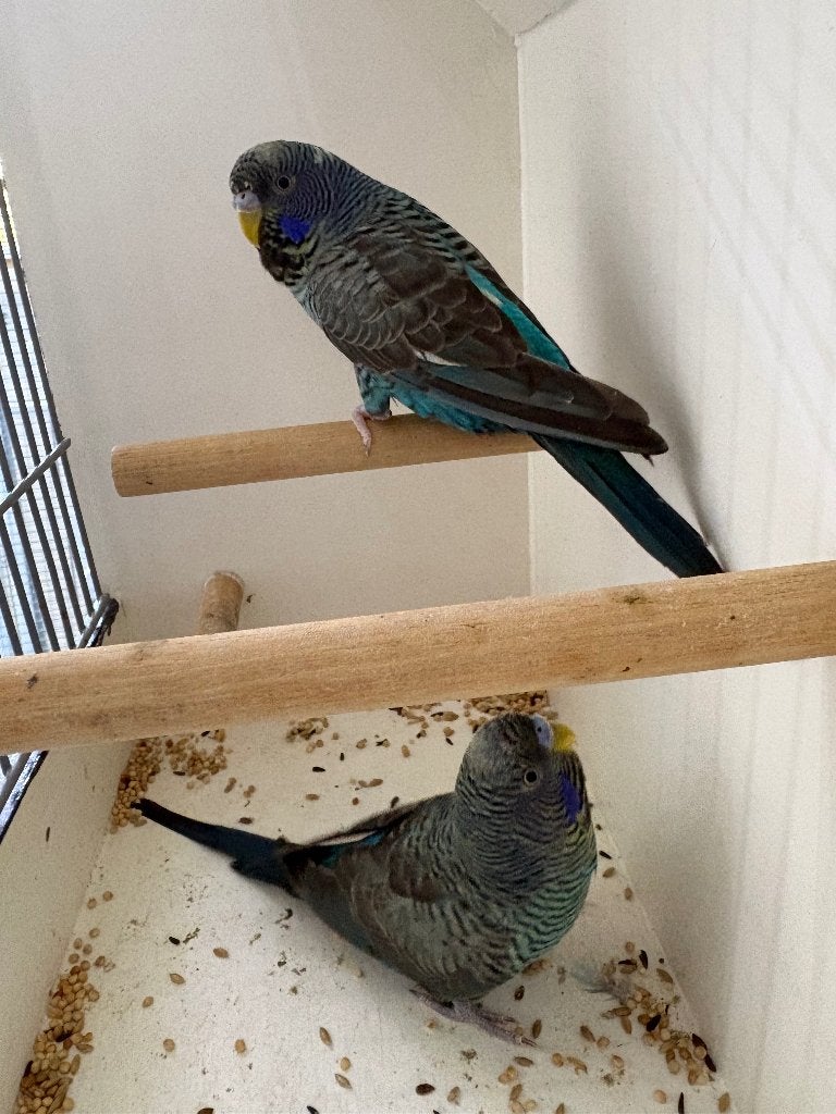 Bfbw/df, Dieren en Toebehoren, Mannelijk, Parkiet