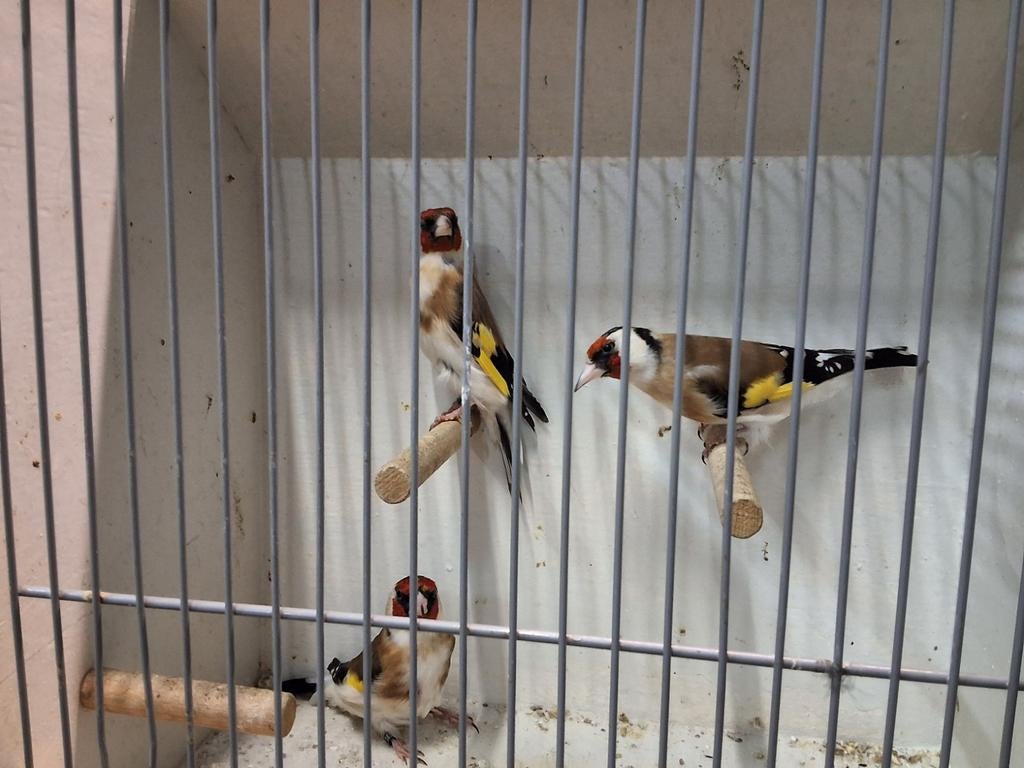 Foto 6 van Prachtige major putter geringd mannen en poppen koppels