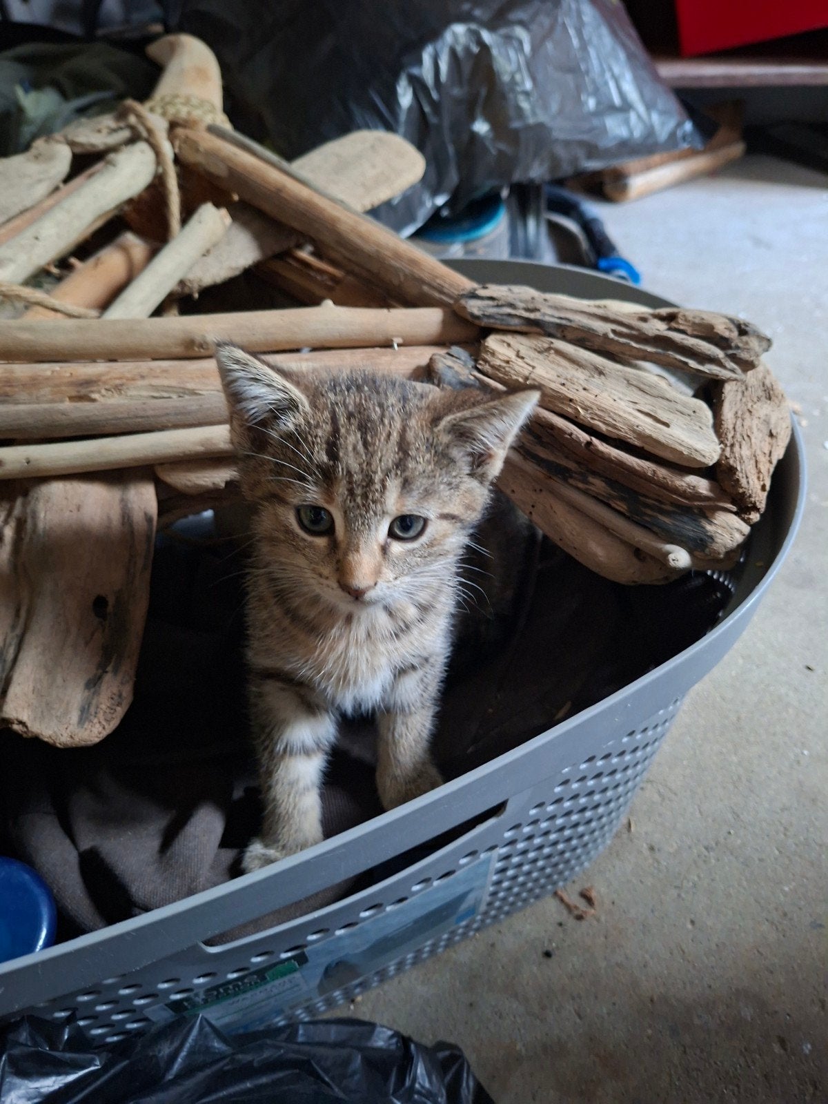 lieve kitten zoekt een fijn huis