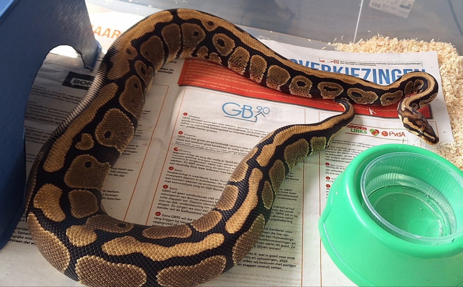 spotnose het pied Ball Python - male for sale from SC