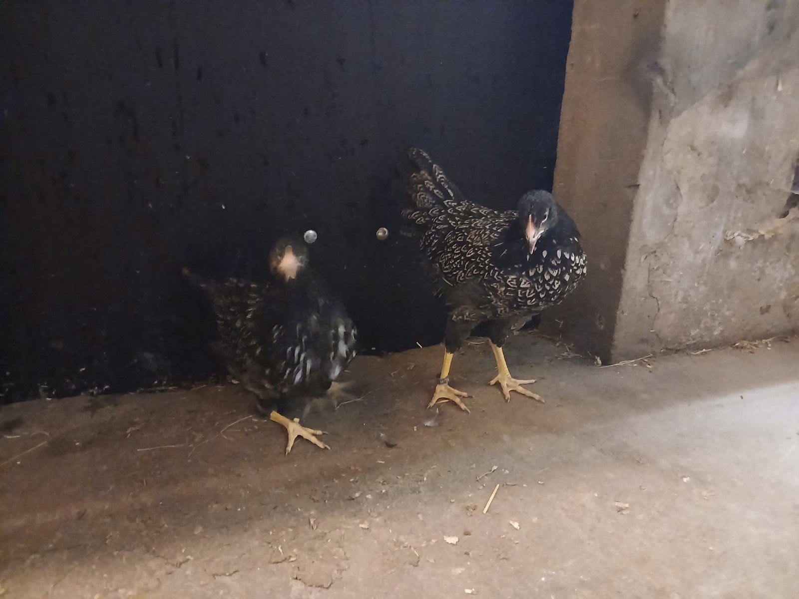 barnevelders in verschillende kleuren, Dieren en Toebehoren, Pluimvee, Meerdere dieren, Kip