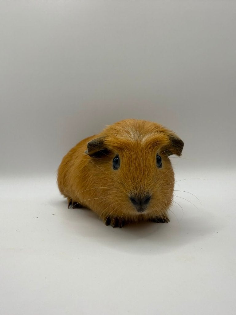 Te koop jonge California cavia's beertjes mannetjes, Juni, Mannelijk, Cavia