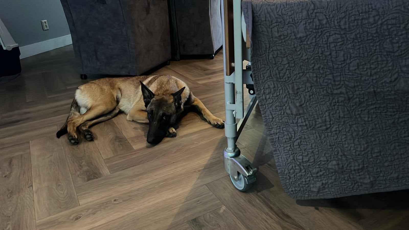 Riley onze trouwe viervoeter, 1 tot 2 jaar, Teef, Eén hond, Herder