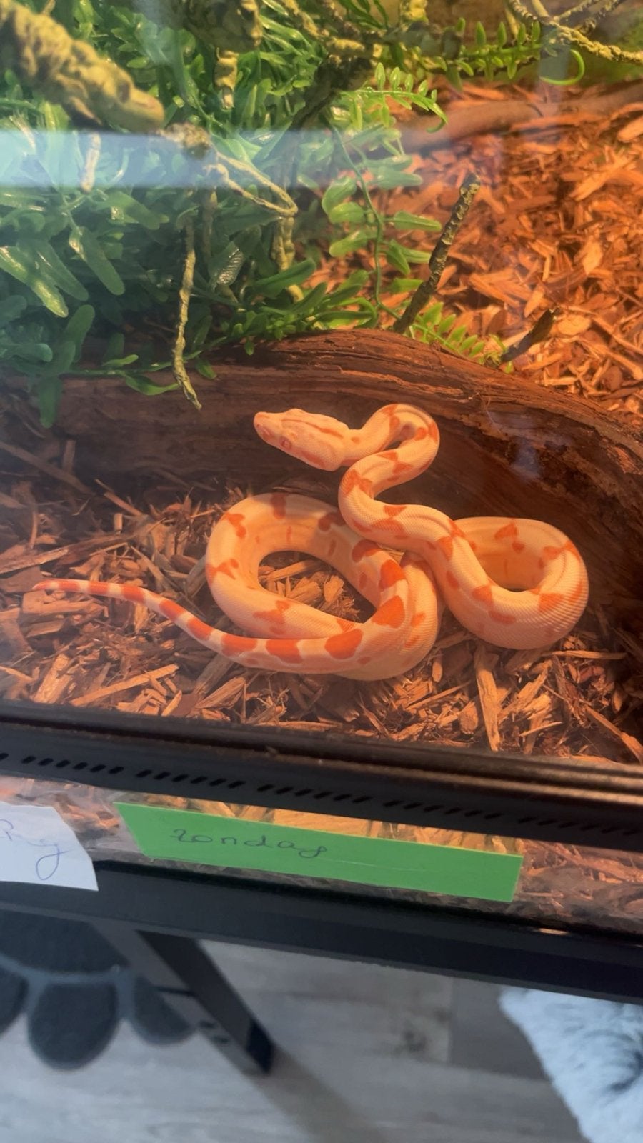 Jonge boa constrictor Boa Constrictor - female for sale from Cindy De Smet