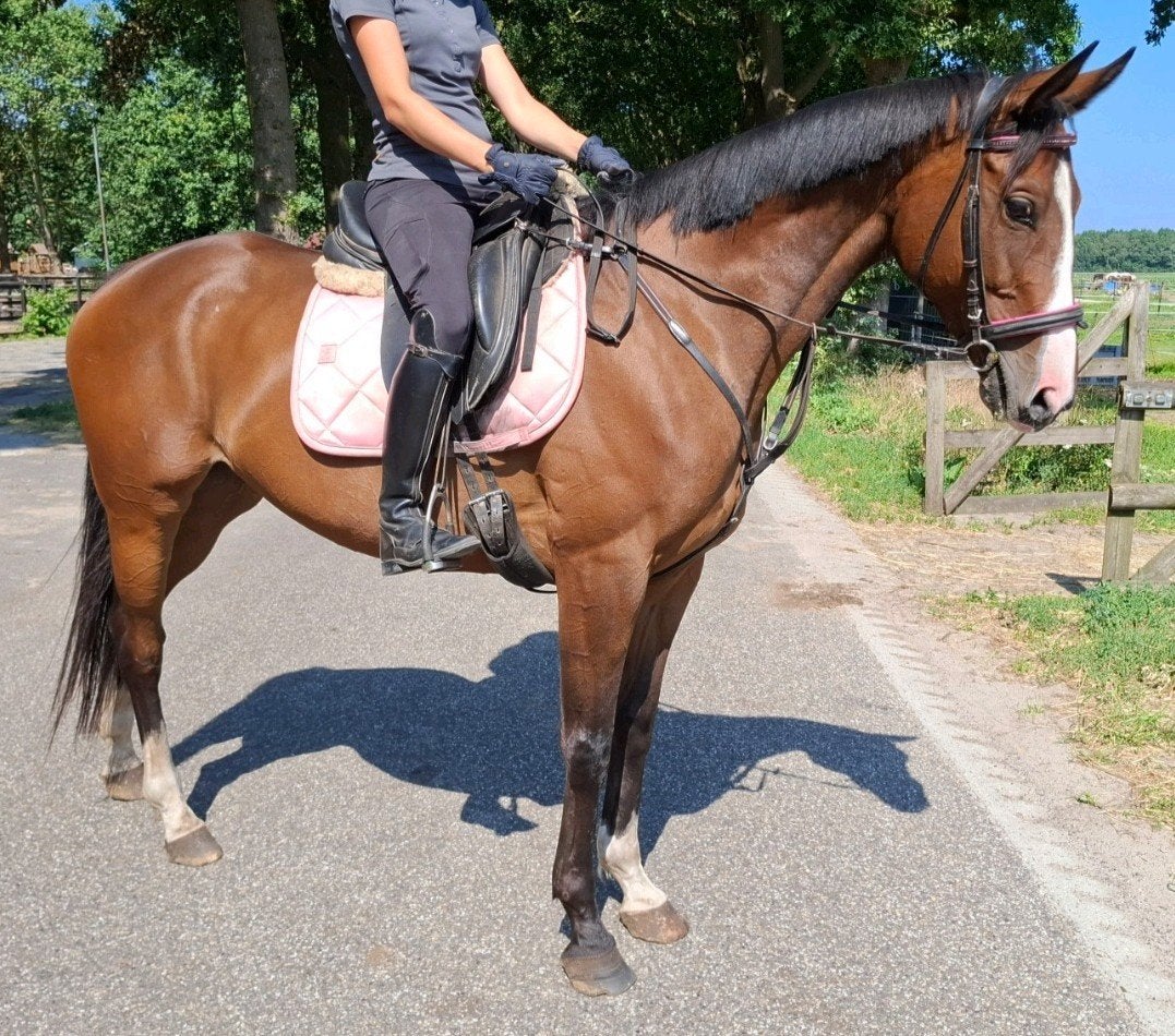 Brave 8 jr allrounder 1,60 mtr(recreatie-manege-sport), Merrie, 7 tot 10 jaar, 160 tot 165 cm, Recreatiepaard